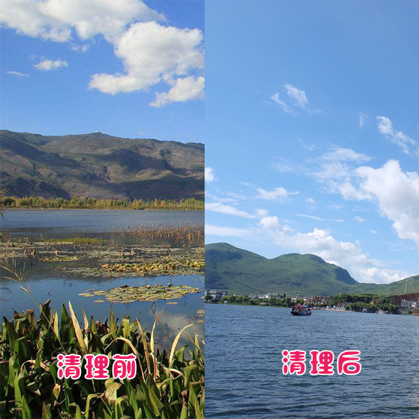 洱海客戶湖泊水草清理效果展示 洱海客戶湖泊水草清理效果展示